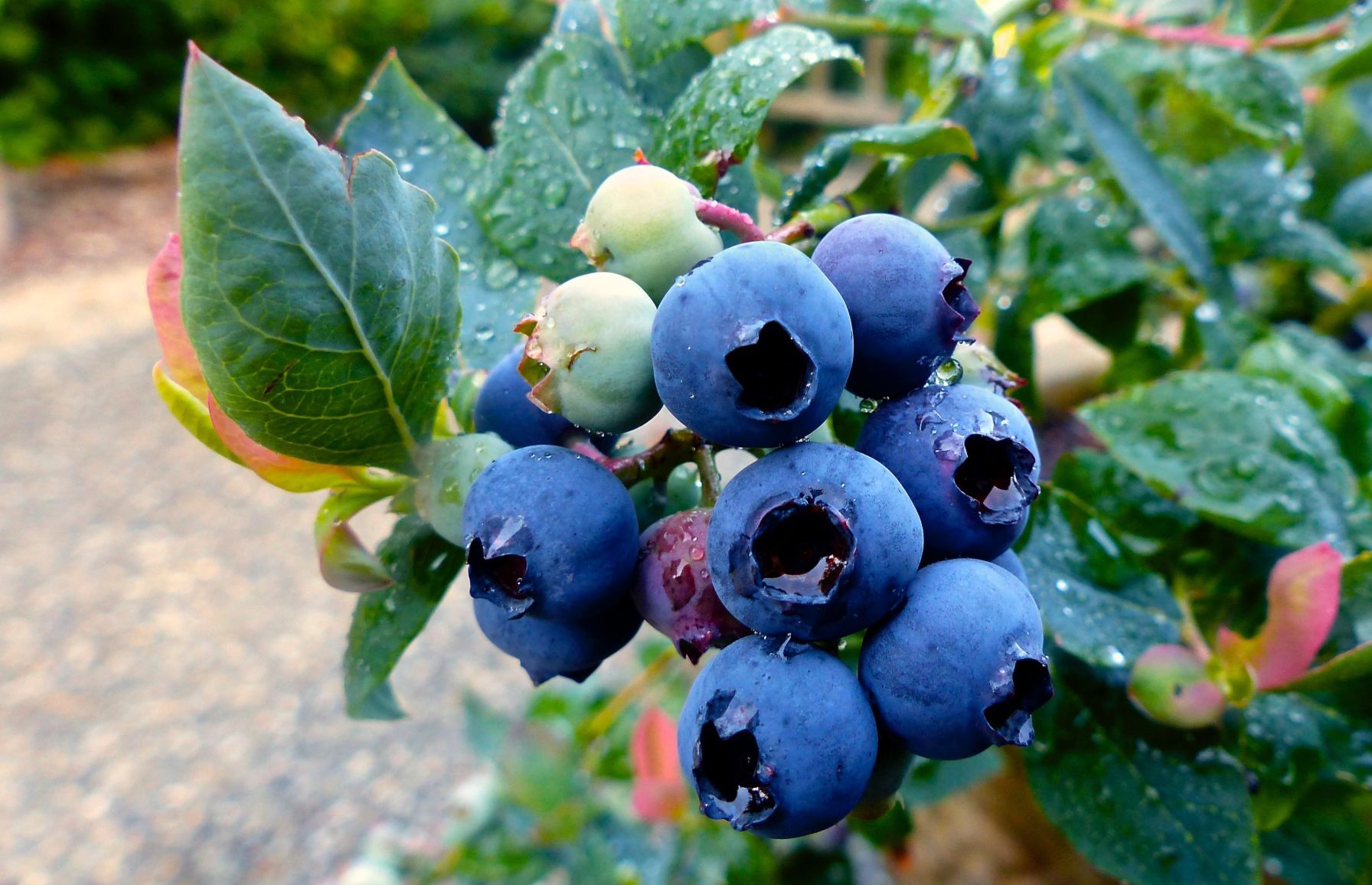 Gardening 2020 Plant Trends